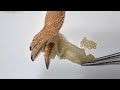 Shed removal from bearded dragonbrand new 4k footage  chucknorrizbeardeddragons stayrad