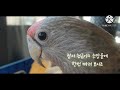 말하는 케이프앵무 알아보기 - Cape parrot -