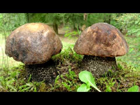 Видео: Можно ли есть весенние грибы?