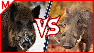 29💥Wild Boar vs Warthog | +Anaconda vs Python winner by M from aniMals 39,240 views 3 years ago 8 minutes, 4 seconds