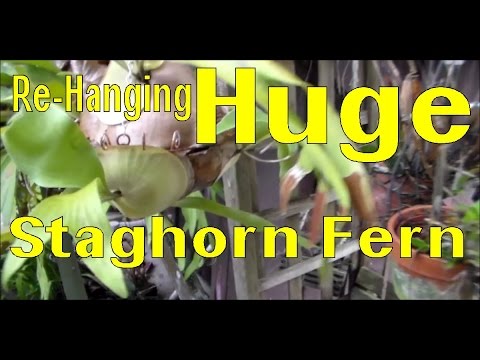 ვიდეო: Staghorn გვიმრის ჯაჭვის საყრდენი - როგორ ჩამოკიდოთ სტაგჰორნის გვიმრა ჯაჭვებით