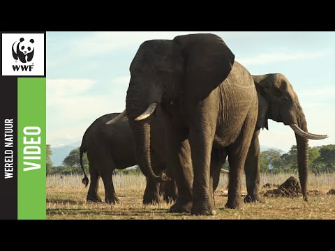 Video: Hoe Lang Leven Olifanten?