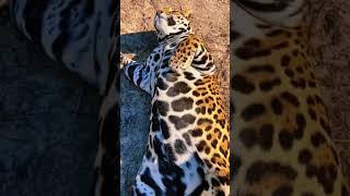 chonky kitty #jaguar #leopard #jaguars #chonkycats #chonky