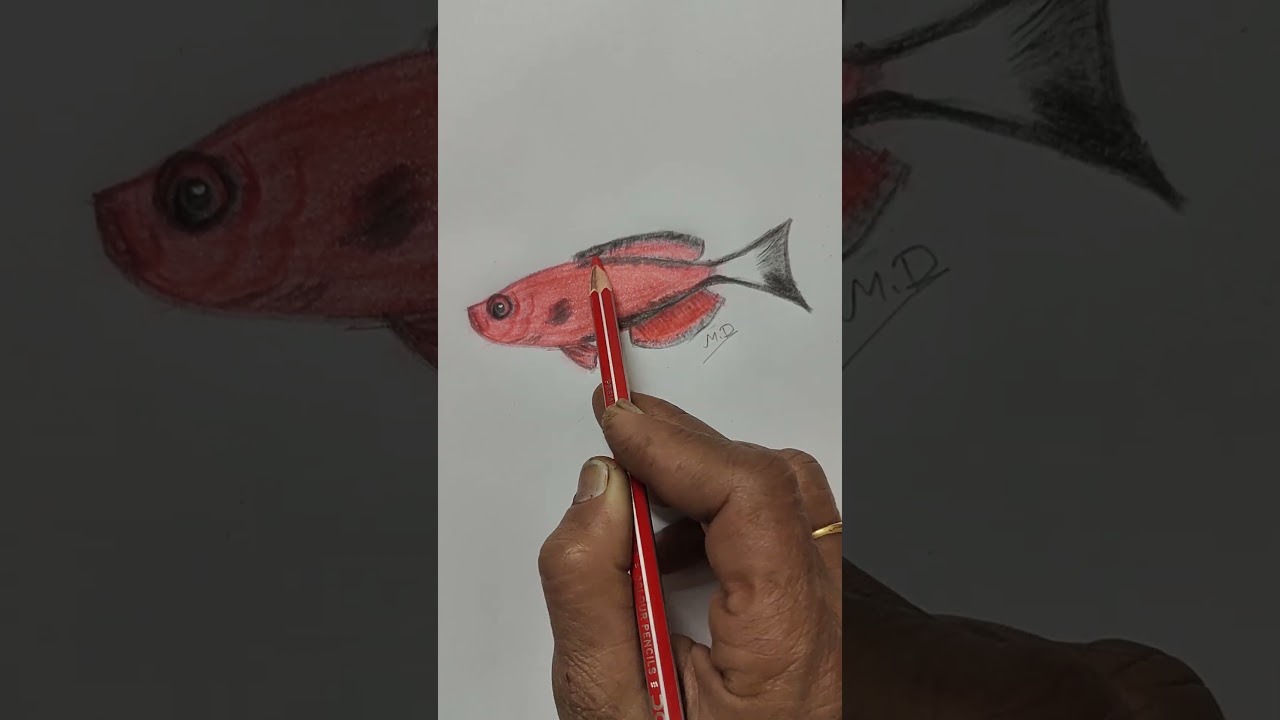 goggle-eye #fish #redsea #animal #subscribe #like #share #short #viralshort #trending #artgallery