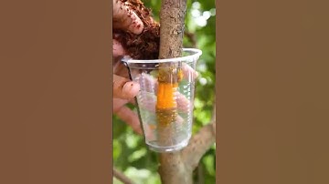 #shortvideo #viralreels 🌿What