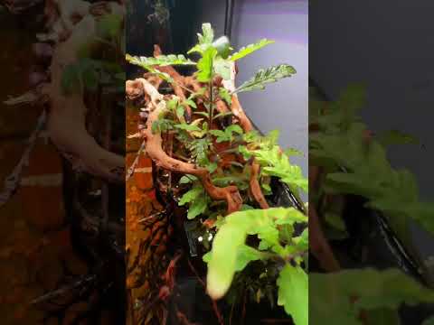 Video: Cultivo de peceras Hygrophila: aprenda sobre las plantas de acuario Hygrophila