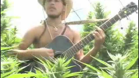 Tree of Life by The Human Revolution - Song about the remarkable Hemp Plant Cannabis sativa