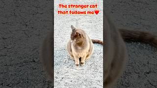 The stranger cat that follows me. #shorts #catshorts