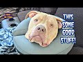 Pitbull feeling great after taking medication for stitches in his head