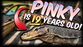 An Enclosure for an Elderly Lizard- PINKY!