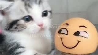 Cats - Cute Cat Video l Cute and Funny Cat Videos Compilation #14 l 고양이 l 재미있는 고양이 #14 by nochi entertainment 186 views 2 years ago 5 minutes, 41 seconds