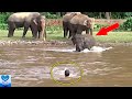 象は大切な人を見捨てなかった！溺れていると勘違いして飼育員を懸命に追いかける象の姿に心温まる【感動】