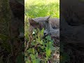 #movie #video #cat #catshorts #gatto #campagna #campagnasalentina #perladigatto #perla