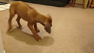 Gorgeous Ridgeback Puppy Clumsily Hunts Kibble by dauntless 163 views 1 year ago 59 seconds