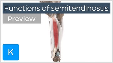Functions of the semitendinosus muscle (preview) - 3D Human Anatomy | Kenhub