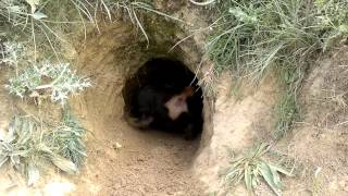 Jagd Terrier Entrando En Cueva .