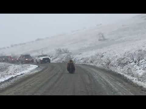დათუჩა თავისუფლა დასეირნობს ქუჩაში, ალიასკა