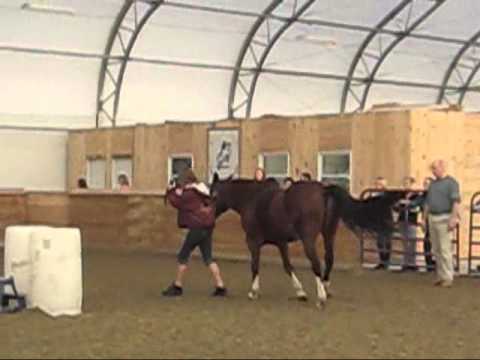 equine osteopath Bruce Hewett with TIA remarkable ...