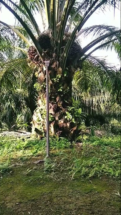 Tolong di rubah pola fikirnya.. 💩