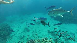Egypt. Snorkeling with fish in the Red sea at Sharm-El-Sheikh.А теперь за рыбами!Рифы Красного моря.