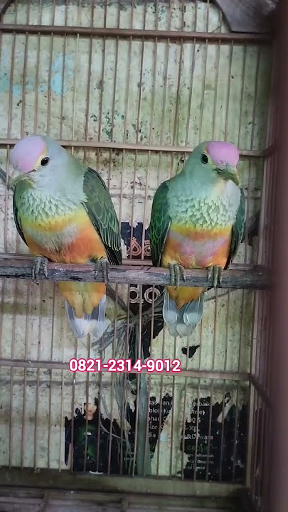 Queen's Quail at the Pramuka bird market #pramukabirdmarket #youtubeshorts