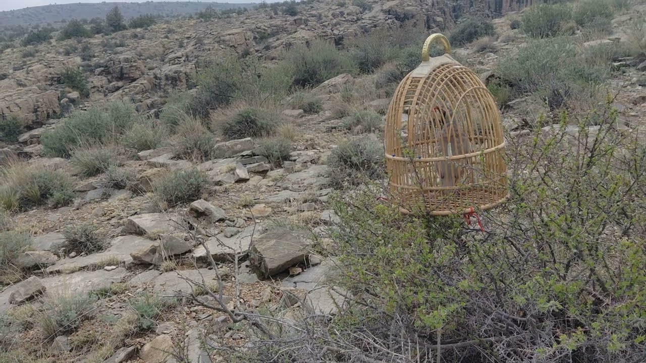 shiakri chakor sound keklik sesi dasi female hunting sound shikari madi||dasi madi shikar awaz voice