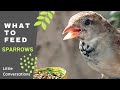 What to feed sparrows  bird food  little conversaions  sana firdaus