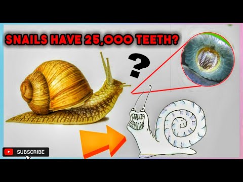 वीडियो: क्या घोंघे के दांत होते हैं?