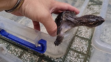 Tổng hợp RÙA BÁN CẠN tại Ú Ù PETSHOP giữa tháng 3/2021