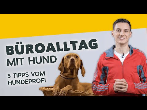 Video: Thanksgiving-Dinner-Tipps Für Den Hundebesitzer