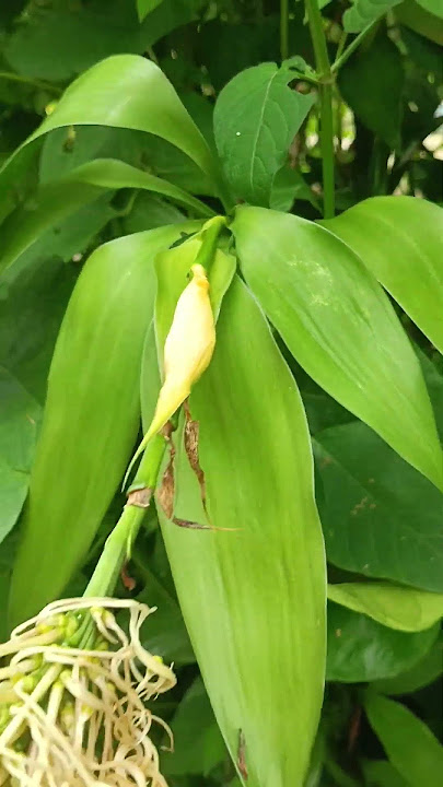 Bunga Sri Rejeki Mitosnya Jika Berbunga Rezeki Akan Banyak #srirejeki