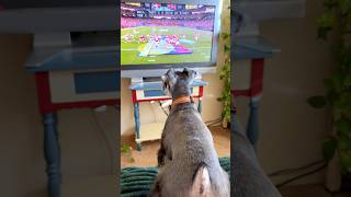 Schnauzer’s funny reaction to the Super Bowl! l!