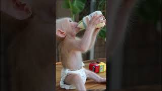 #babymonkeys  #Animal #cuteanimal #babygibbon #apes #babyapes