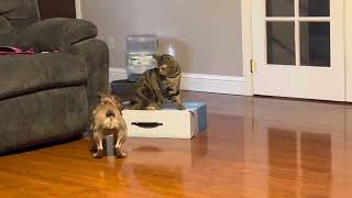 Walter the cat and Wikit the Frenchie by PA Country Cluckers 378 views 1 year ago 2 minutes, 56 seconds