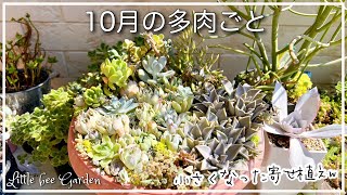 【多肉植物】ひと回り小さい鉢に寄せ植えを仕上げます❣️【ガーデニング】