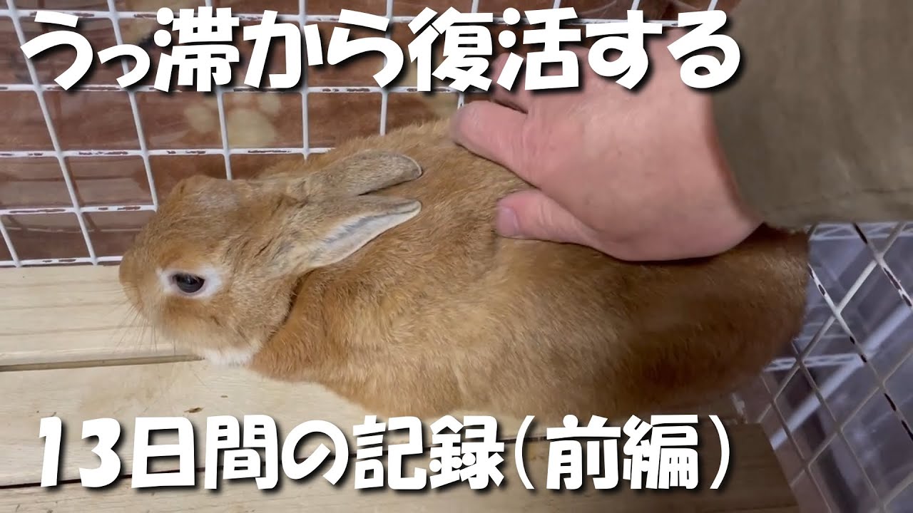 うっ滞になったウサギが完治した13日間の記録 前編 No 190 Youtube うっ滞になったウサギが完治した13日間の記録 前編 No 190 Youtube