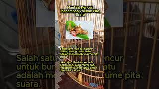 Manfaat Kencur Menambah Volume Pita Suara #muraibatu