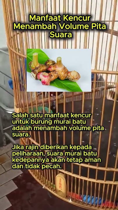 Manfaat Kencur Menambah Volume Pita Suara #muraibatu