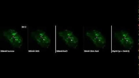 Breadth of tuning in taste afferent neurons varies with stimulus strength