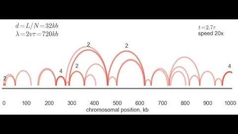 Two Regimes of Chromosome Compaction by Loop Extrusion