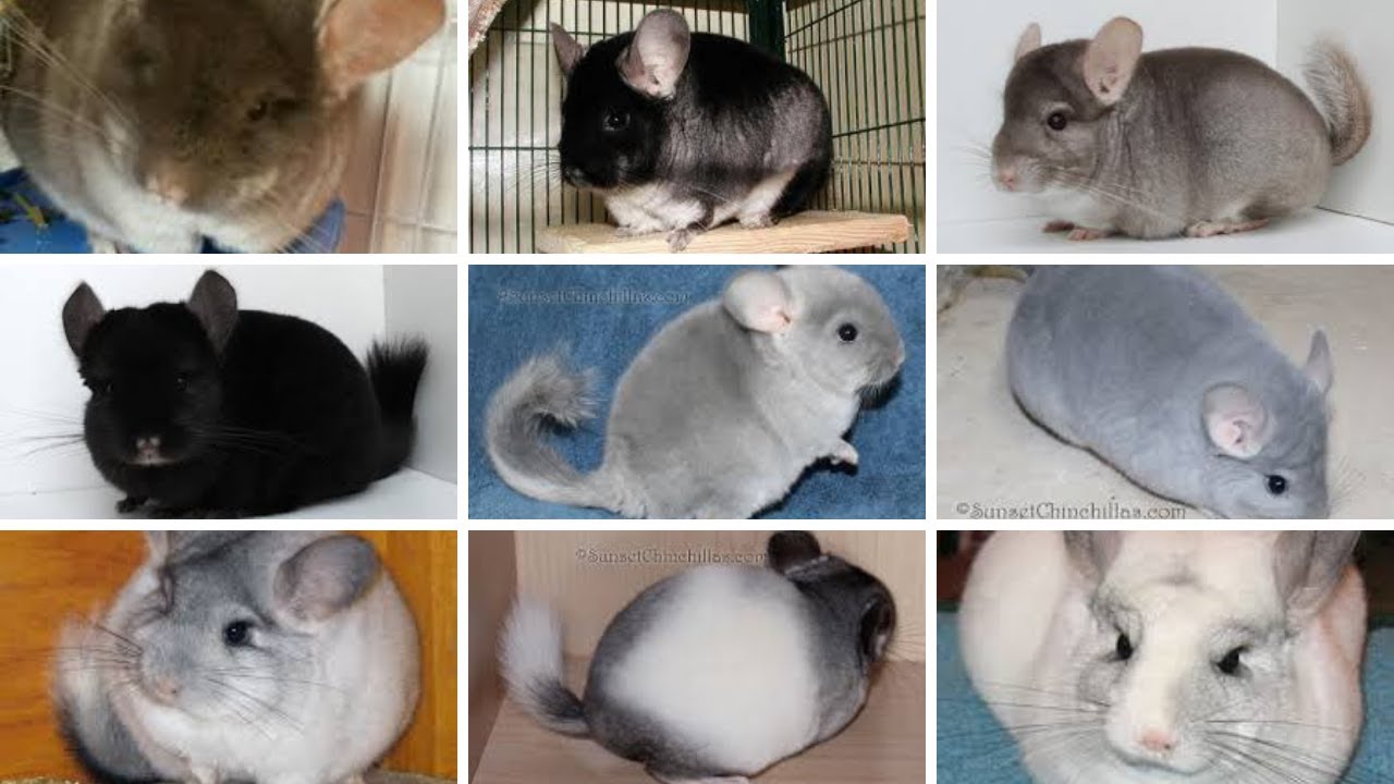 most expensive chinchilla