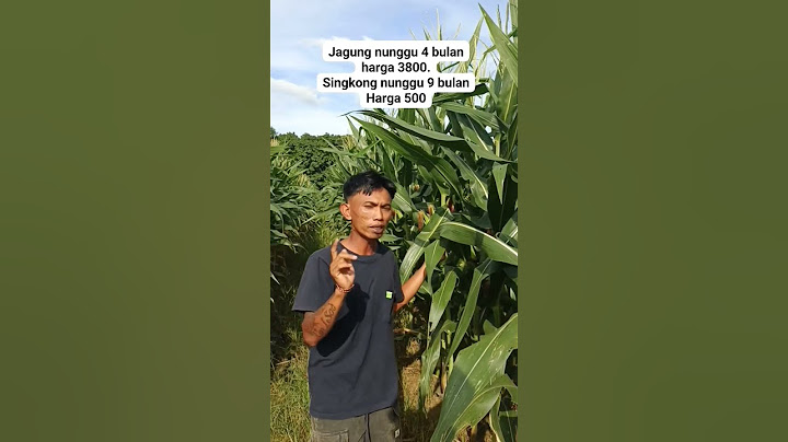CASSAVA FARMERS SWITCH TO CULTIVATE CORN AND UPLAND RICE