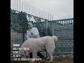 АЛАБАЙ СУПЕР ГИГАНТ.  СИЛА И МОЩЬ!!!  YAHONT, super gigantic alabay, 90 + sm , 105 kg