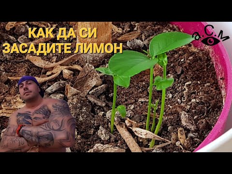 Видео: Как да засадите лимон