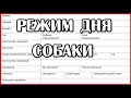 54. Сколько гулять с собакой, когда кормить, схема успеха. Режим дня собаки