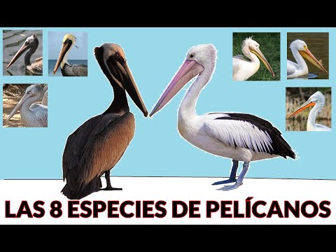 Video: Quiénes Son Los Pelícanos