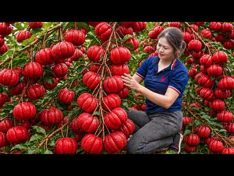 Harvesting Giant Red Cowa Fruits for Market | A Rare Wild Fruit Few People Have Seen
