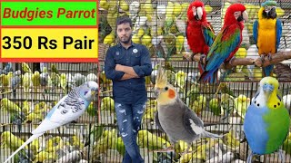 Budgies Parrot Sale in Wholesale Price Cheapest Bird s Sale Cheapest Birds Farm Jai Sharma