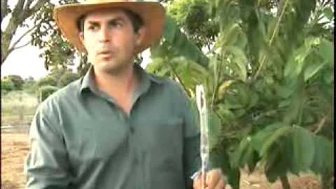 Como se faz polinização artificial?