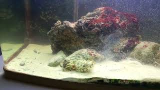 Sepia vs cangrejo (cuttlefish vs crab) #fish #aquarium